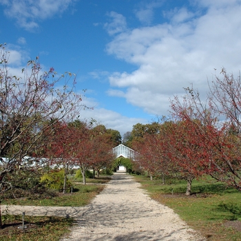 Malus sp. 