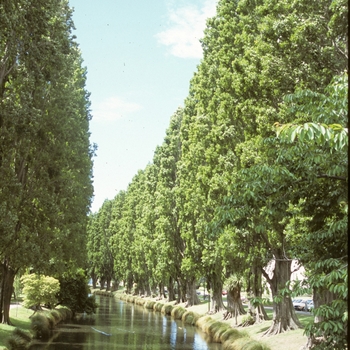 Populus nigra 'Italica' 