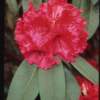 Rhododendron 'Taurus' 