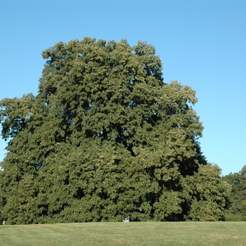 Tilia petiolaris 