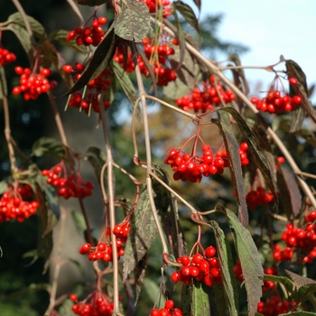 Viburnum setigerum