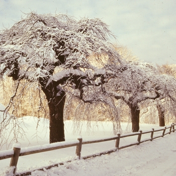 Ulmus glabra 'Camperdownii'