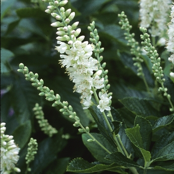 Clethra alnifolia 'Compacta' 