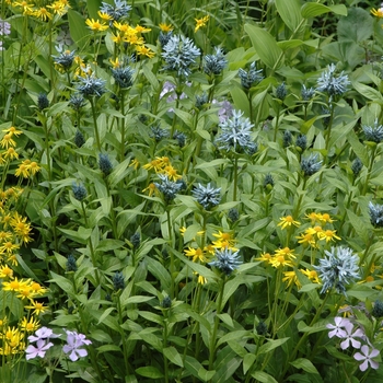 Polygonatum biflorum