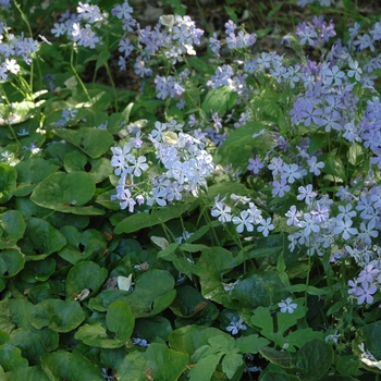 Phlox divaricata 