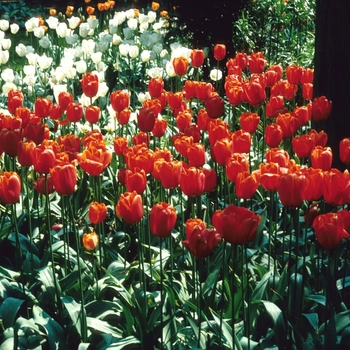 Tulipa 'Alabaster' 