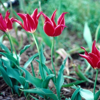 Tulipa 'Aladdin' 