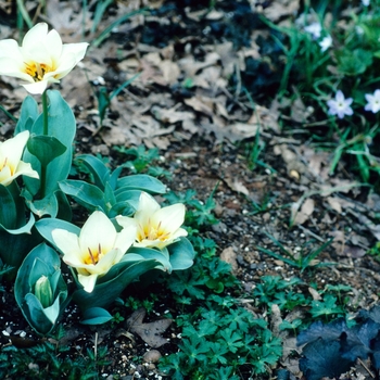 Tulipa 'Albion Star'