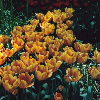 Tulipa 'Annie Schilder' 