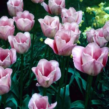 Tulipa 'Arthur Rubenstein'