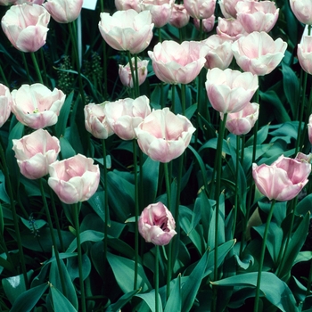 Tulipa 'Barbara Bush'