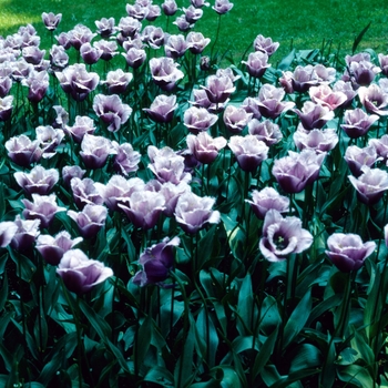 Tulipa 'Blue Heron'