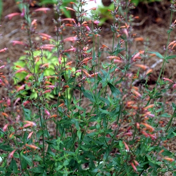 Agastache astromontana 