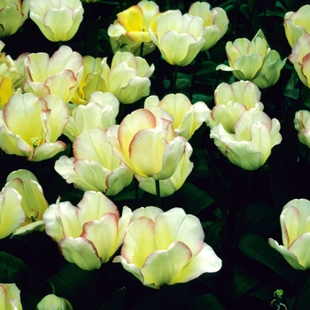 Tulipa 'Blushing Bride' 