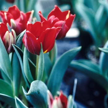 Tulipa 'Cardinal' 