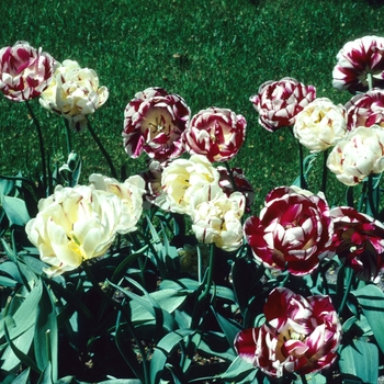 Tulipa 'Carnival de Nice' 