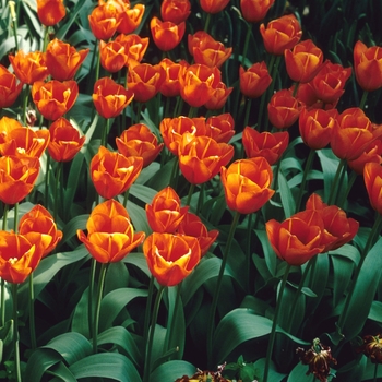 Tulipa 'Conrad Hilton' 