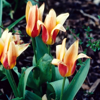 Tulipa 'Corona' 