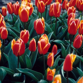 Tulipa 'Early Harvest'