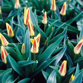 Tulipa 'Guiseppi Verdi'