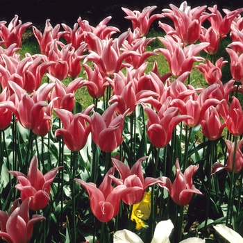 Tulipa 'Jacqueline'