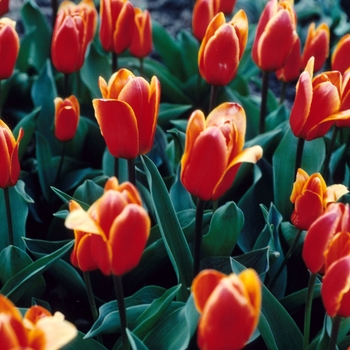 Tulipa 'Jean Time' 