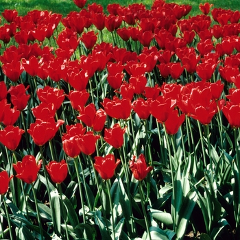Tulipa 'Kingsblood' 