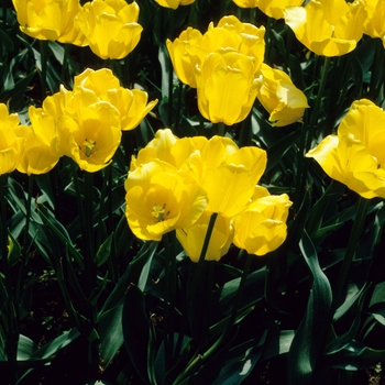 Tulipa 'Marienthal' 