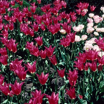 Tulipa 'Mariette'