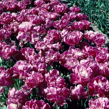 Tulipa 'May Wonder' 