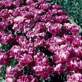 Tulipa 'May Wonder'