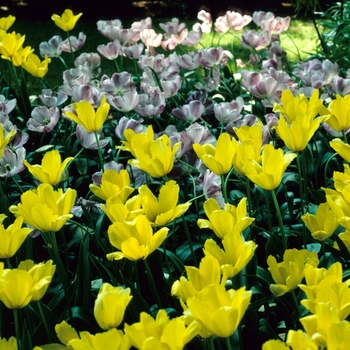 Tulipa 'Mrs John T Scheepers' 