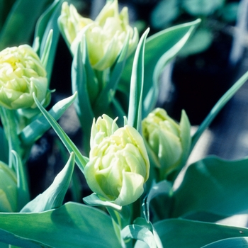 Tulipa 'Monte Carlo' 