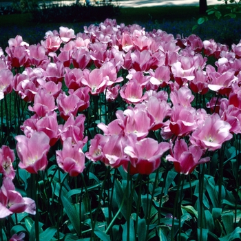 Tulipa 'Monseigneur Bekkens' 