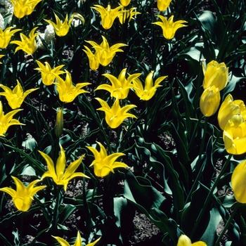 Tulipa 'Moonshine'