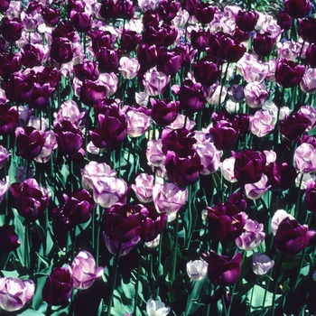 Tulipa 'Negrita' 