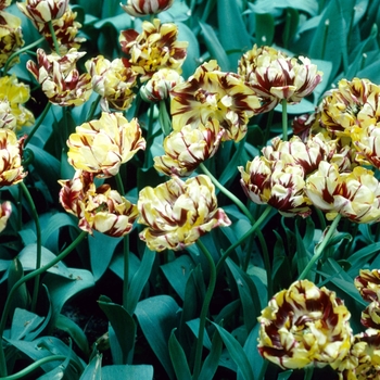 Tulipa 'Nizza'