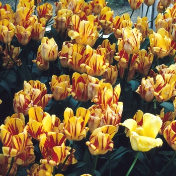 Tulipa 'Olympic Flame'