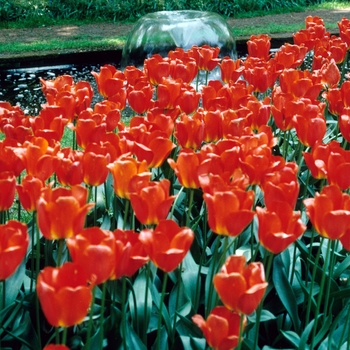 Tulipa 'Oranjezon' 