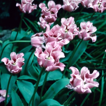 Tulipa 'Picture' 
