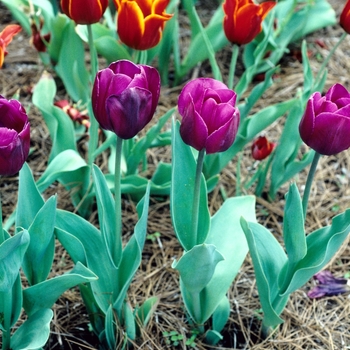 Tulipa 'Purple Star' 