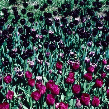 Tulipa 'Queen of the Night'