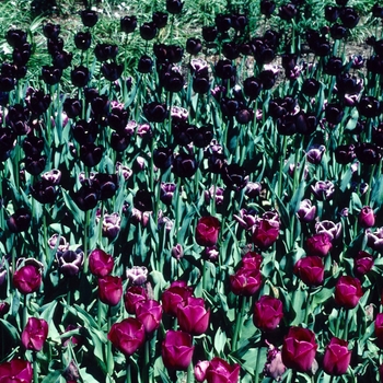 Tulipa 'Arabian Mystery' 