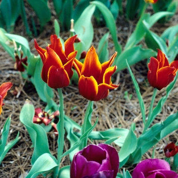 Tulipa 'Queen of Sheba'