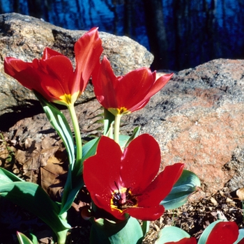 Tulipa 'Red Emperor' 