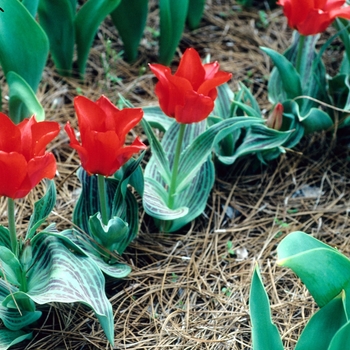 Tulipa 'Red Riding Hood' 