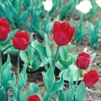 Tulipa 'Sevilla' 