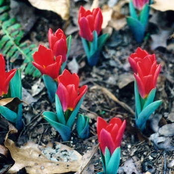 Tulipa 'Scarlet Baby' 