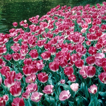 Tulipa 'Soesdijk' 