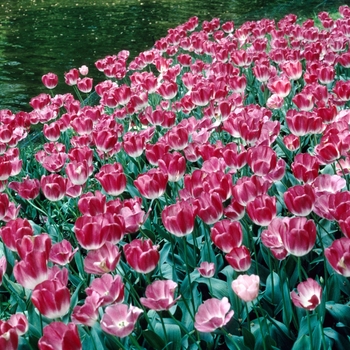 Tulipa 'Soesdijk'